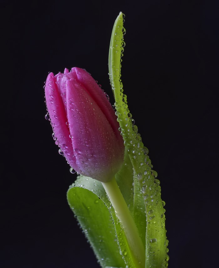 Pink tulip with water drops on black background