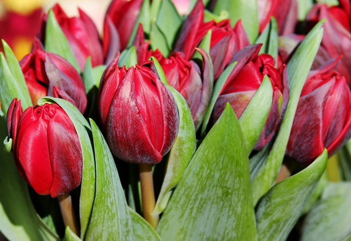 4K Red Wine Color Tulips Closeup