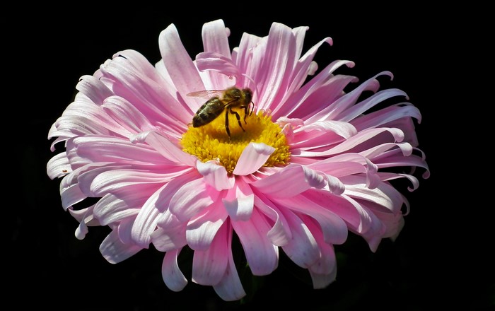 Bee on a pink aster flower with black background