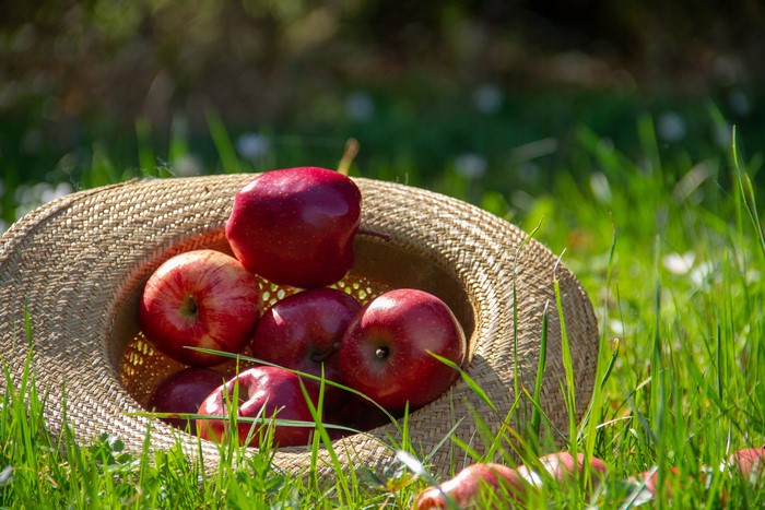 Red Apples in a Straw Hat on Grass