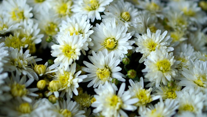 4K White Chrysanthemums