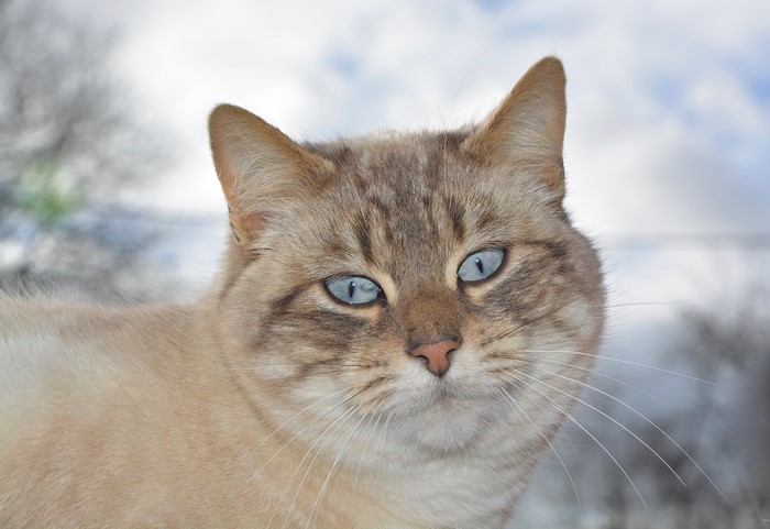 Close-up of a Siamese cat with blue eyes
