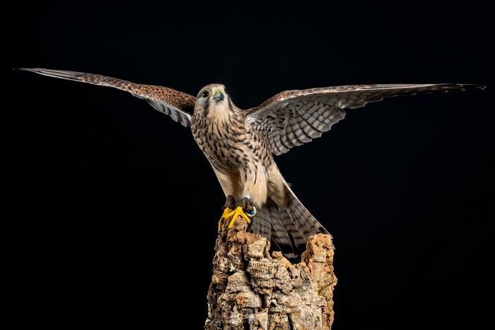 4K European Kestrel with Wings Spread