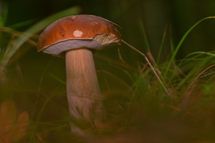 Closeup of a Penny bun mushroom in nature