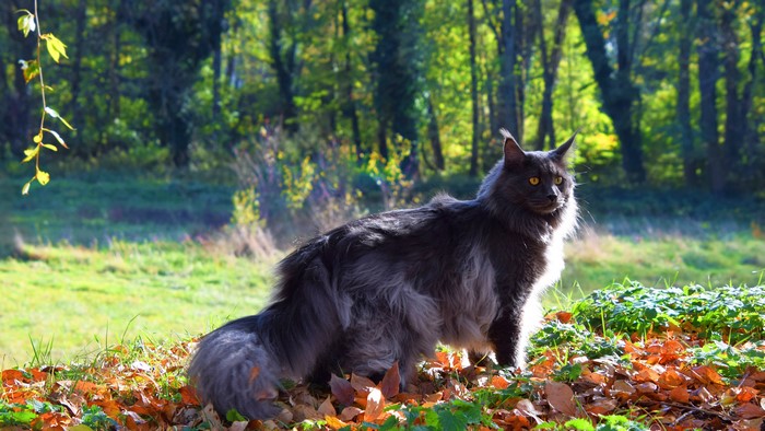 Grey Maine Coon Cat in Autumn Forest