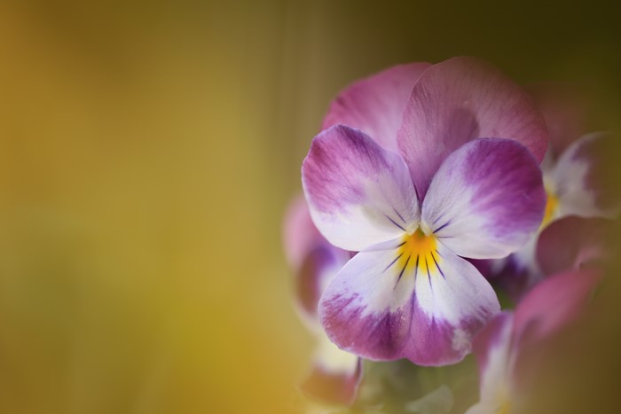 Close-up of a purple and white pansy flower