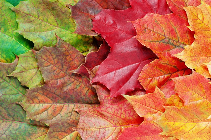 Autumn Maple Leaves Closeup