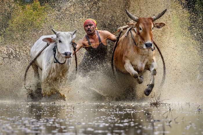 Man races bulls through muddy water