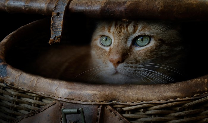 Orange cat with green eyes in a wicker basket