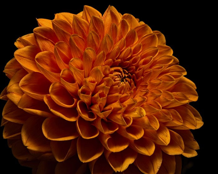 4K Closeup of Vibrant Orange Dahlia Flower