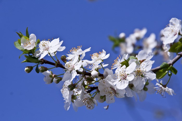 White cherry blossoms on a branch against a blue sky