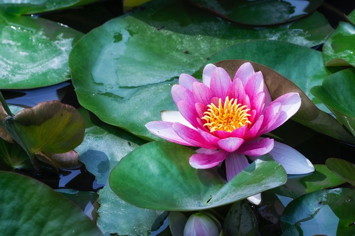 Pink Water Lily Flower on Green Lily Pads