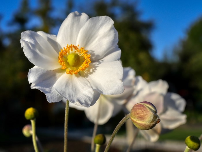 White Anemone Flowers and Buds in Sunlight