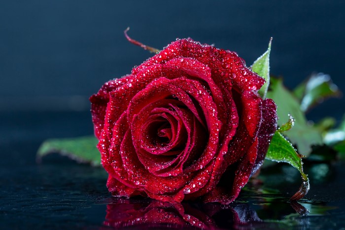 Red rose with water drops
