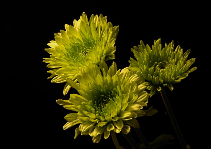 Three yellow-green chrysanthemums on a black background