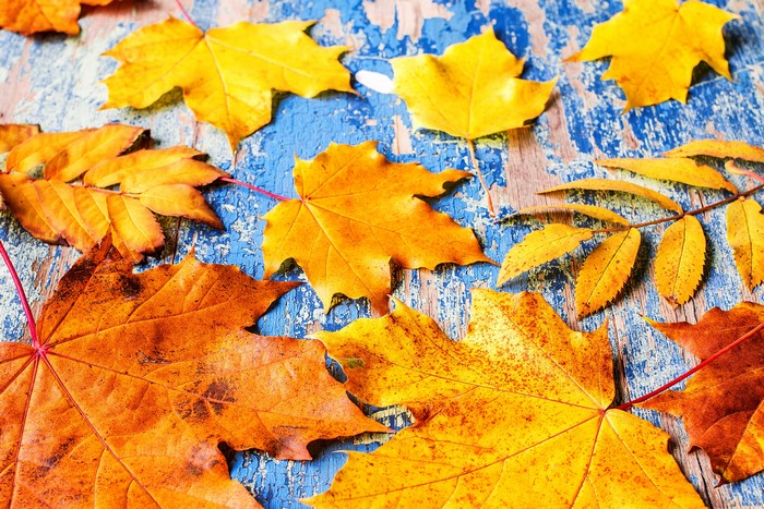 Autumn Maple Leaves on Blue Wooden Surface