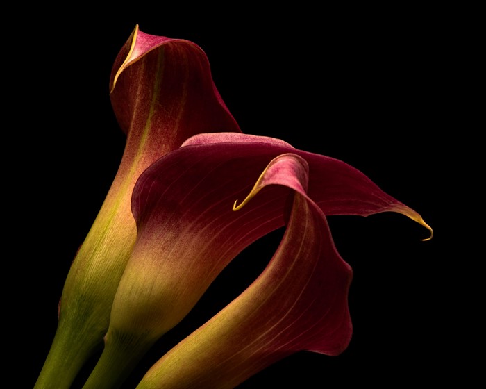 Three dark red Calla lilies on black background