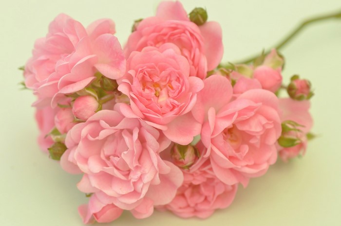 A bouquet of pink roses with buds