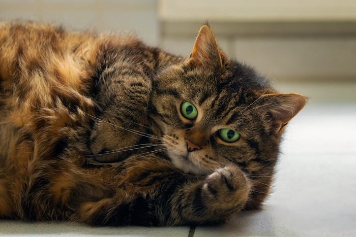 A tabby cat with green eyes lying down