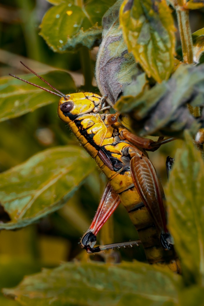 Yellow grasshopper on green leaves