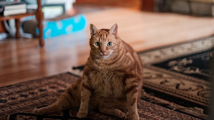 Fat ginger cat sitting on a carpet