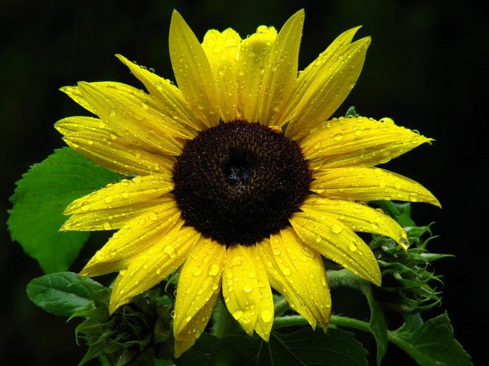 Sunflower with water drops on black background