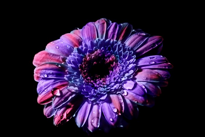 4K Violet Gerbera Daisy with Water Drops on Black Background