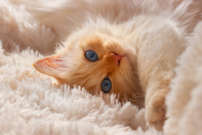 Flame Point Siamese Kitten with Blue Eyes