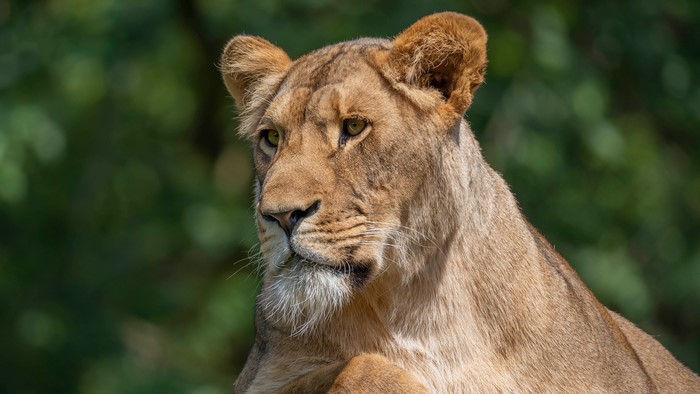 Lioness head with green blurred background