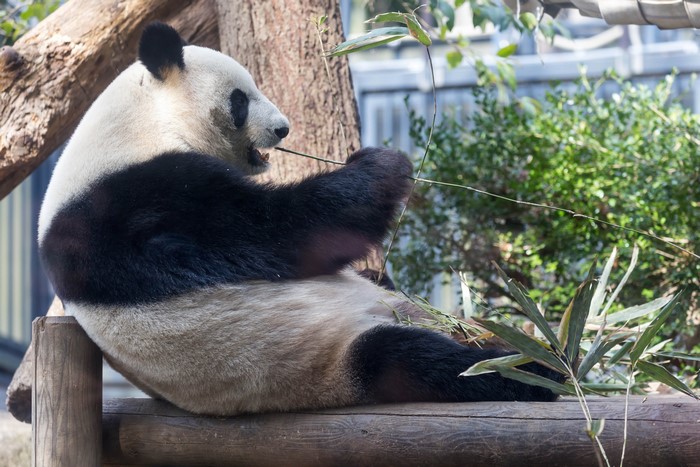 Giant Panda Eating Bamboo