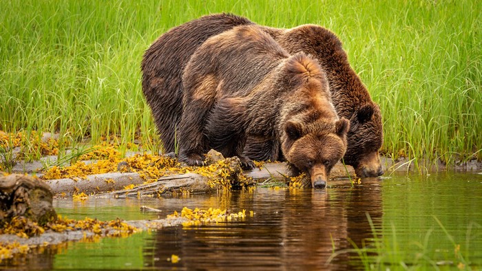 Two Brown Bears Drinking Water