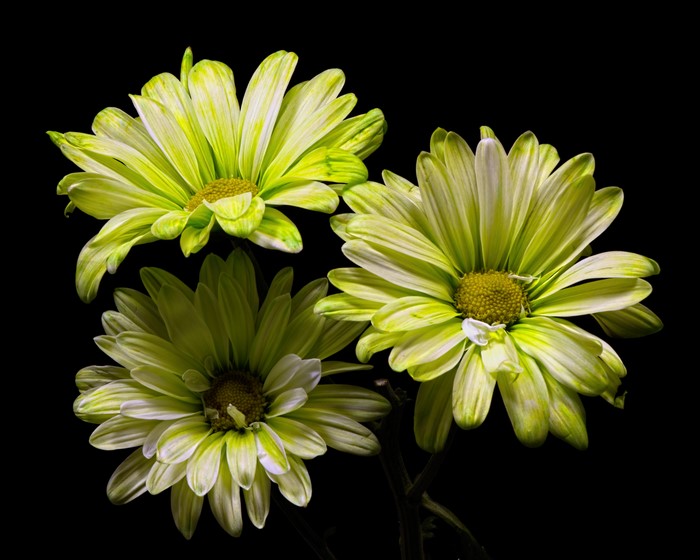 Three variegated chrysanthemums on a black background