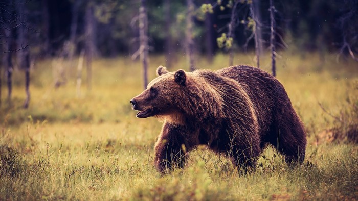 Brown Bear Walking in a Forest