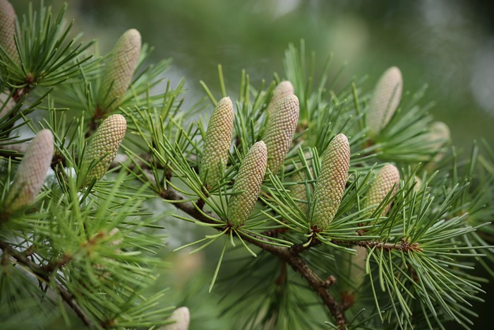 Pine cones on branches with needles