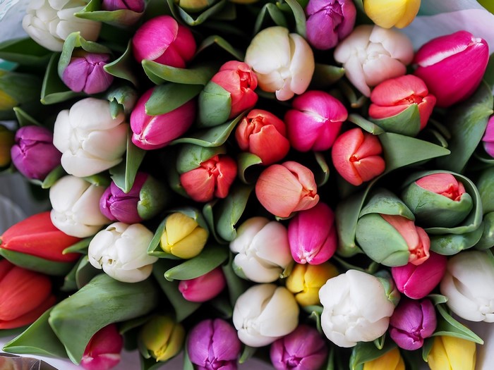A close-up of a multicolor bouquet of tulips