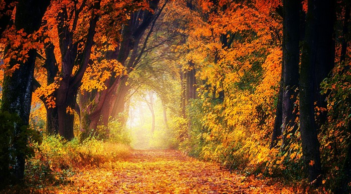 Autumn forest path with colorful foliage