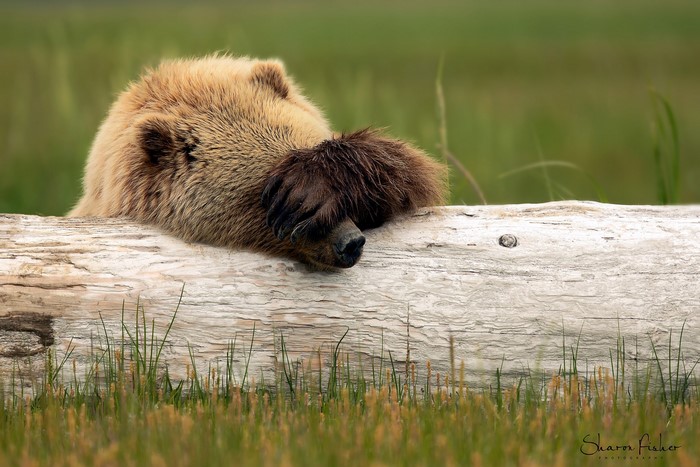 Brown Bear Covering Its Face Behind Log