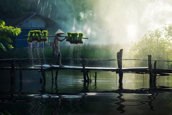 Man Carrying Green Shoots on Wooden Bridge in Fog
