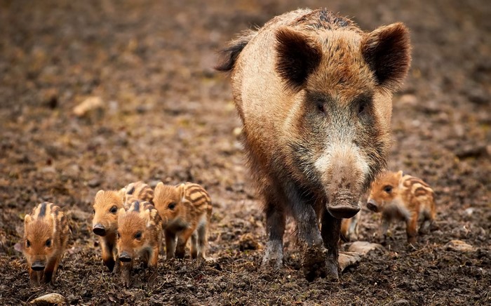 Wild boar mother with her striped cubs