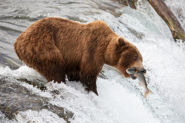 Brown Bear Catches Fish in Waterfall