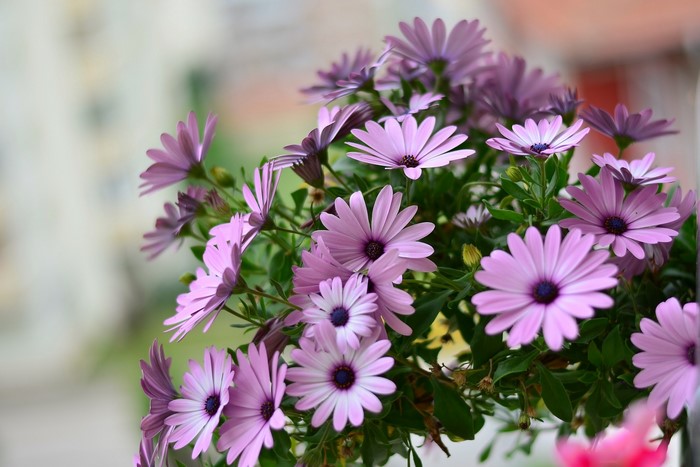 Purple Osteospermum Margarita flowers