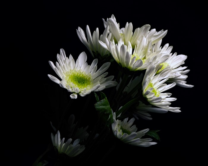 4K White Chrysanthemums on Black Background