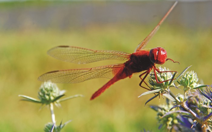 Red Dragonfly on a Thistle Flower