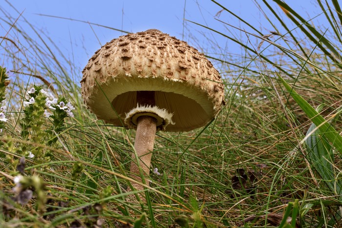 Parasol mushroom in grass with blue sky