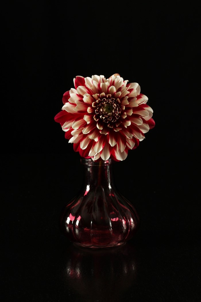 Red and white dahlia in a dark red vase
