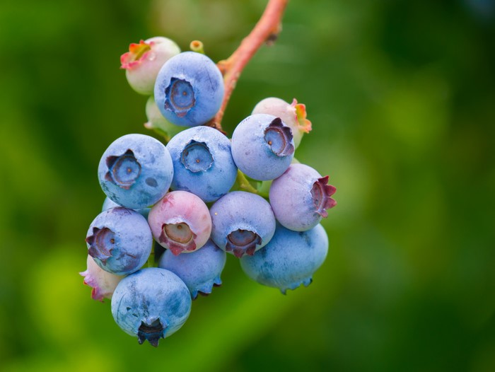 Blueberries on a branch, closeup, bokeh