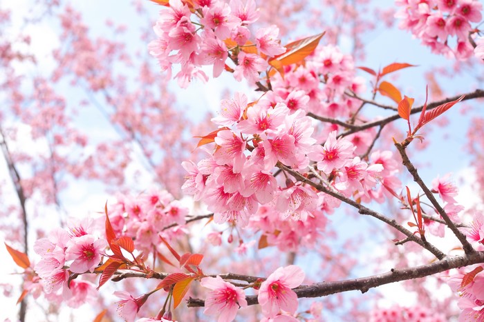 4K Pink Cherry Blossoms on Branches