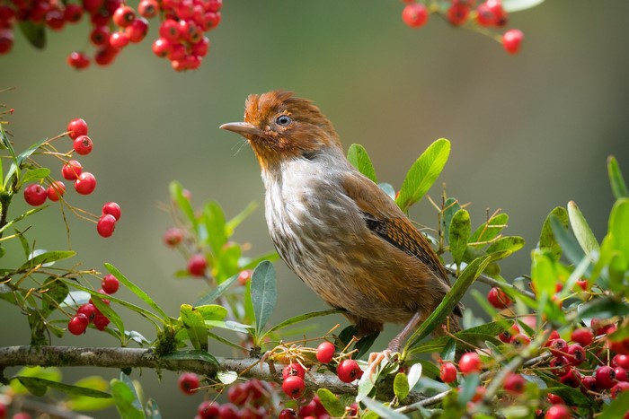Taiwan Formosan Barwing bird perched on a branch with red berries