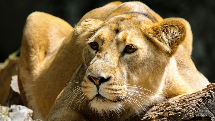 4K Lioness Snout Glance