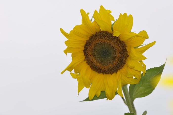 Sunflower on a white background